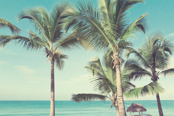 Palm trees on a beach Palm trees on a beach
