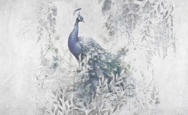 Peacock with feathers on a white background