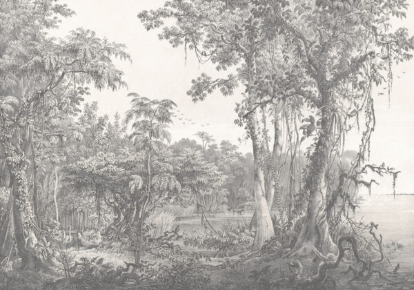 Drawing of trees and plants Drawing of trees and plants