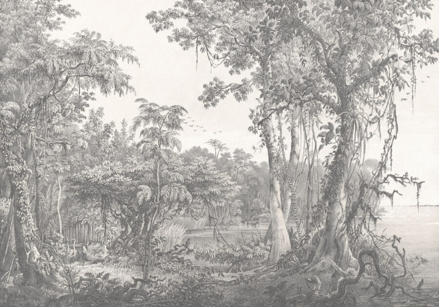 Drawing of trees and plants