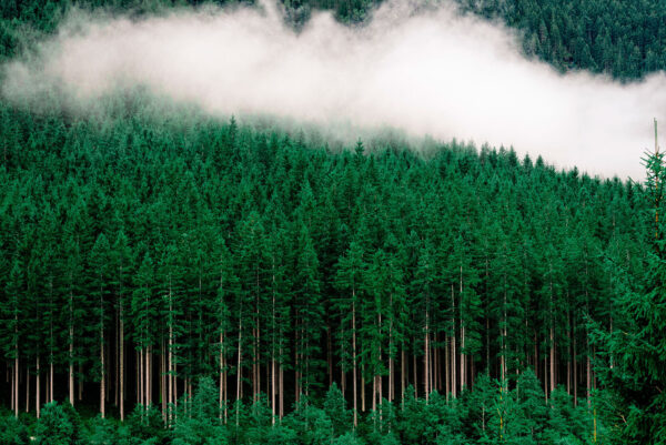 A forest of trees with fog A forest of trees with fog