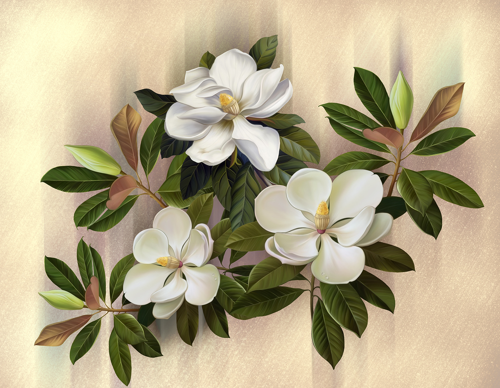 Beautiful magnolia blooms on display u95014p - Beautiful magnolia blooms on display - tegory