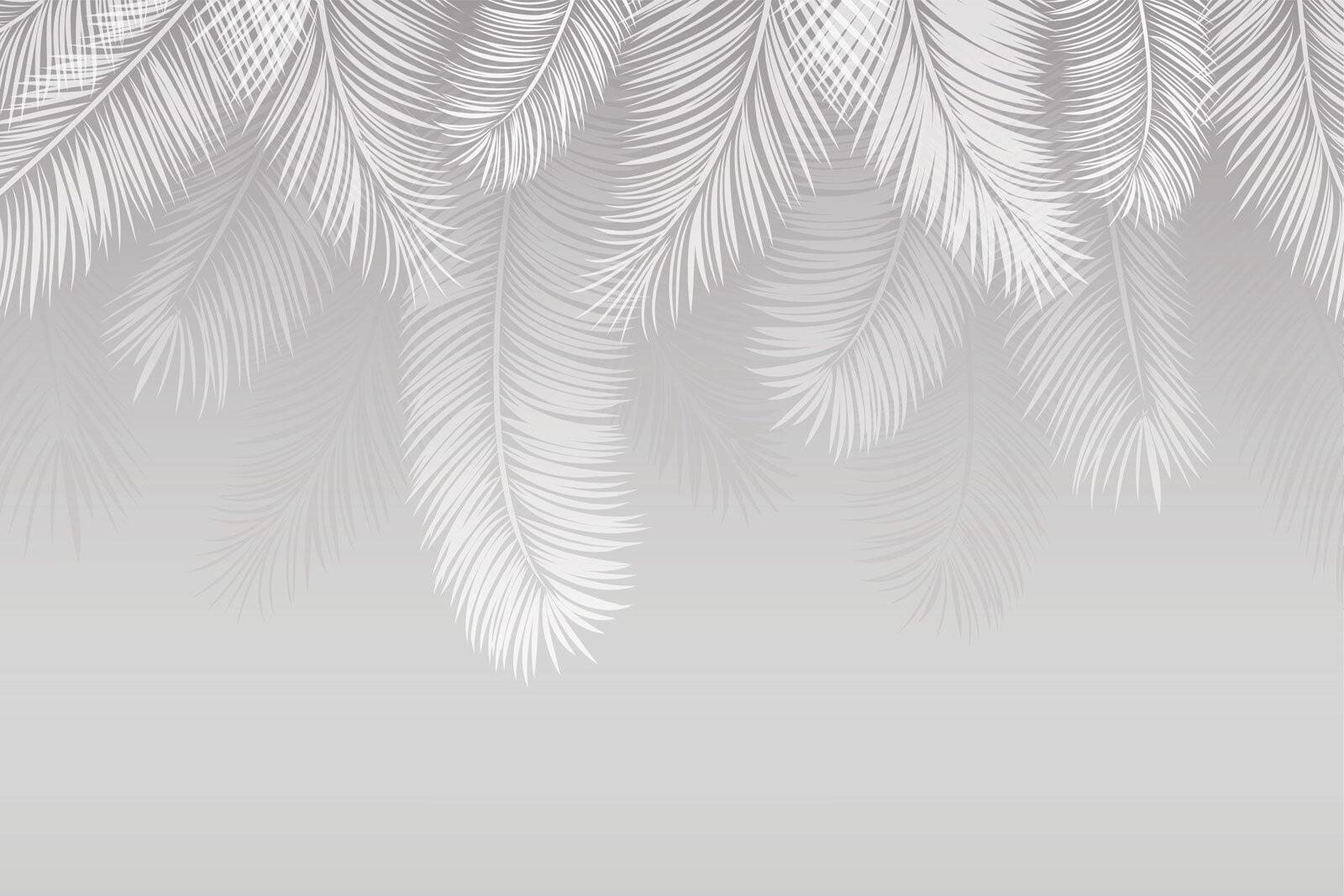 White feathers on a gray background u94450p - White feathers on a gray background - tegory