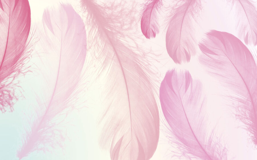 Wall murals Group of pink feathers - Image 3
