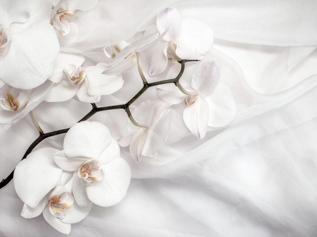 White orchids on a white fabric White orchids on a white fabric