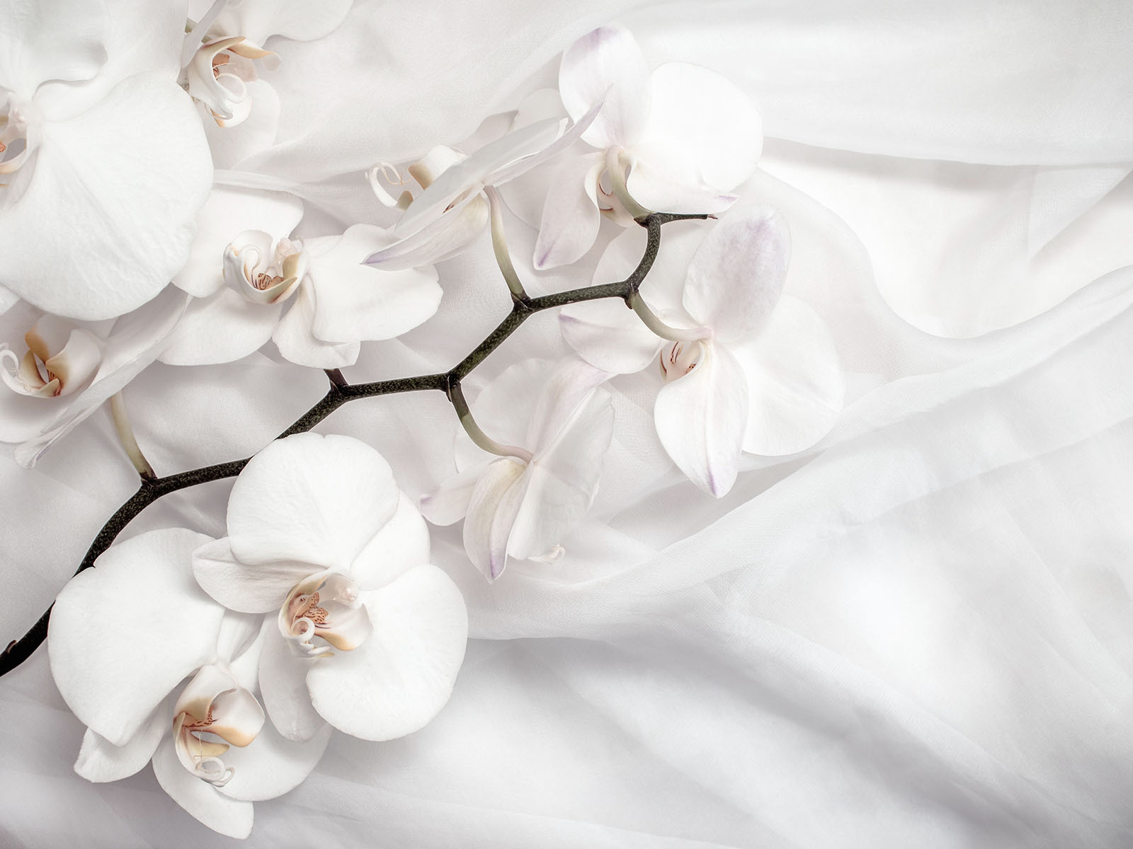 u94056p - White orchids on a white fabric - tegory