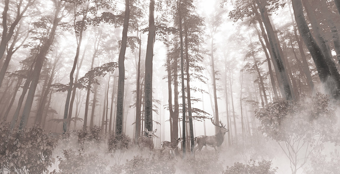 u93893p - Group of deer in a forest - tegory
