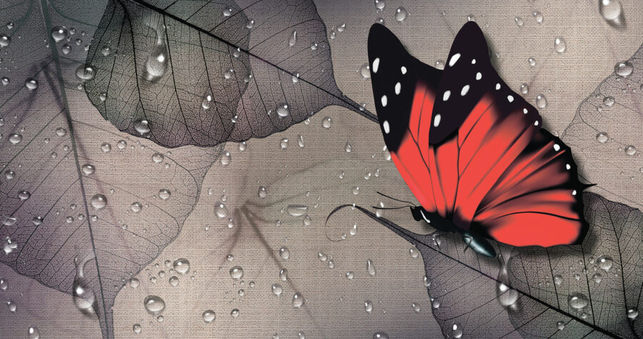 Butterfly on a leaf