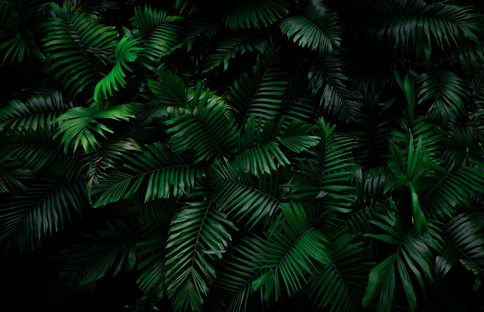 Group of green leaves Group of green leaves