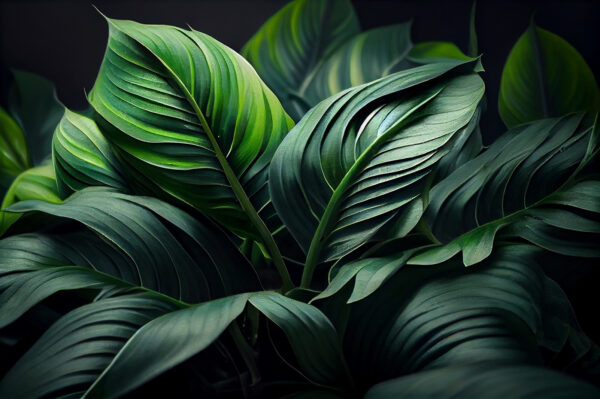 Lush green leaves in soft light Lush green leaves in soft light