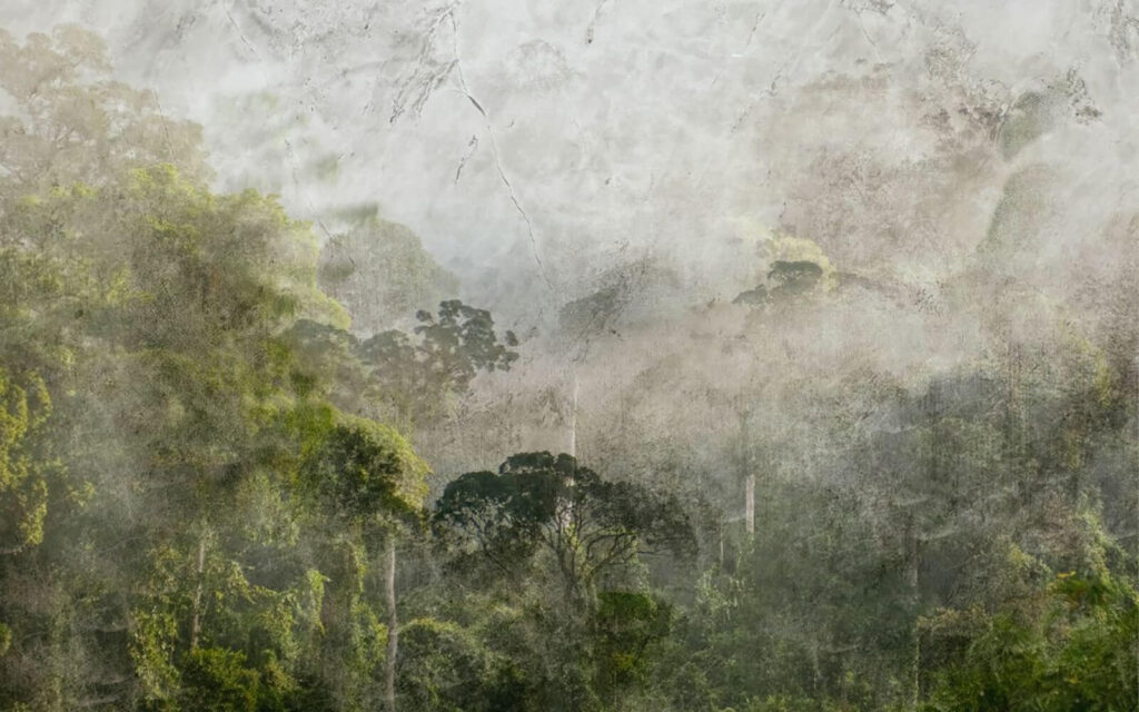 Foggy forest with trees Foggy forest with trees