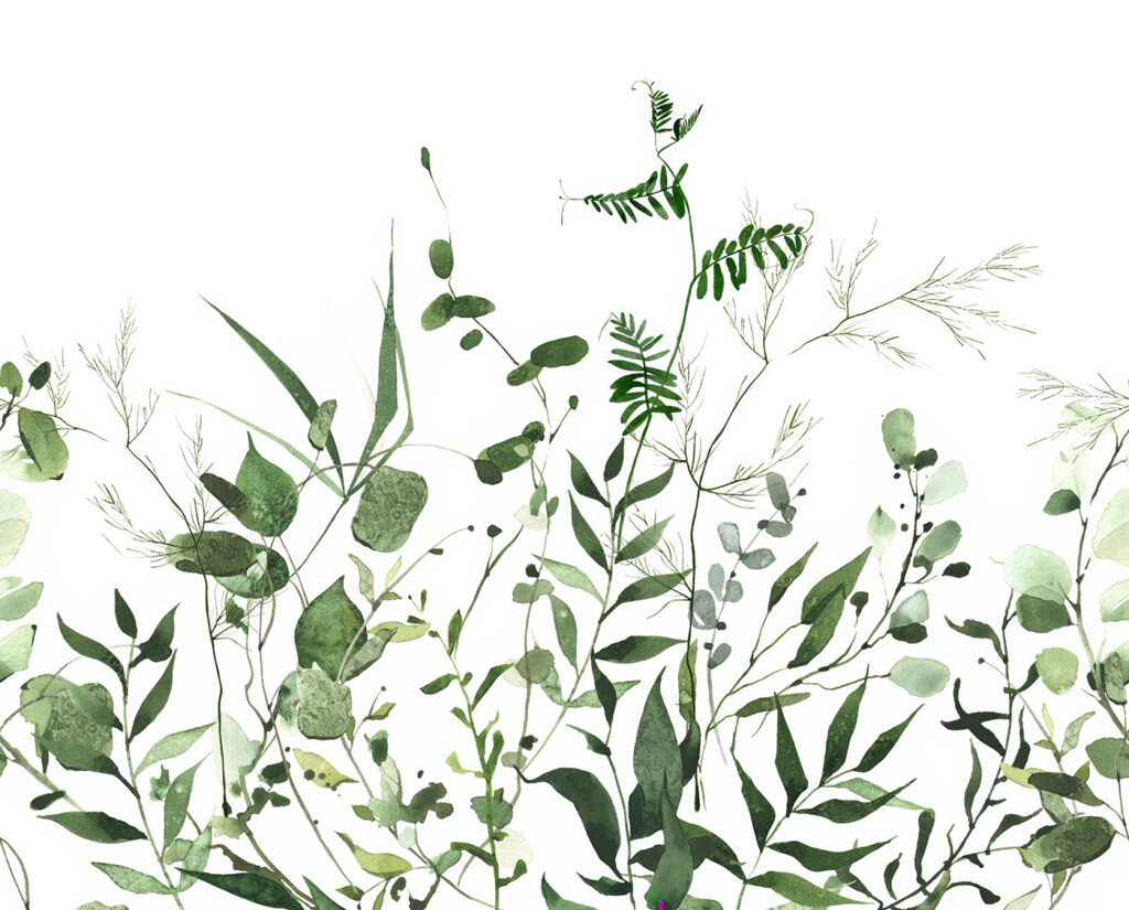 Lush greenery on a white background. Lush greenery on a white background.