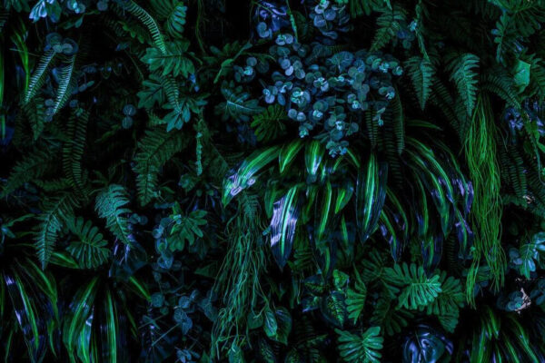 Group of green plants Group of green plants