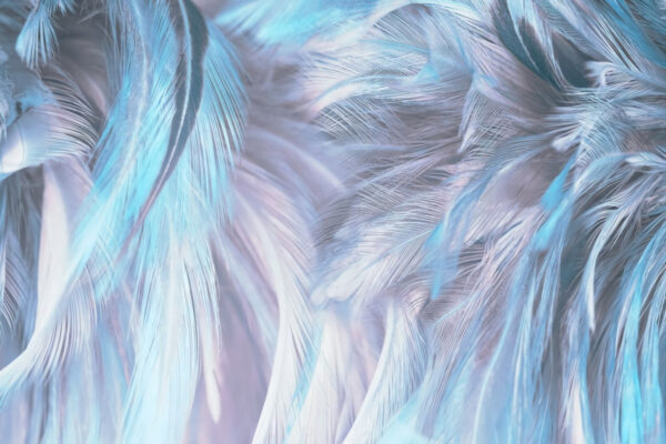 Soft pastel feathers in gentle waves Soft pastel feathers in gentle waves