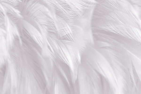 Delicate feathers blending softly together Delicate feathers blending softly together