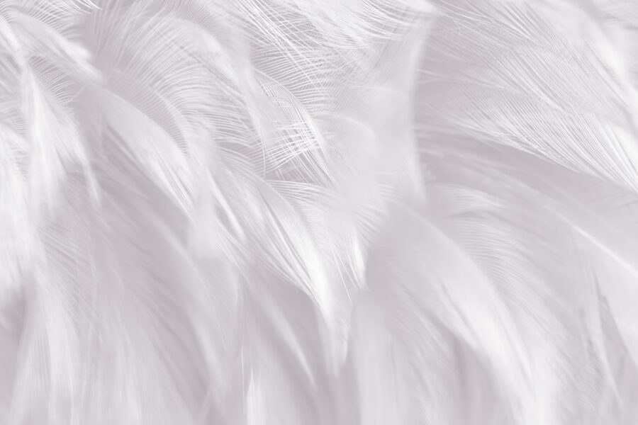 Delicate feathers blending softly together