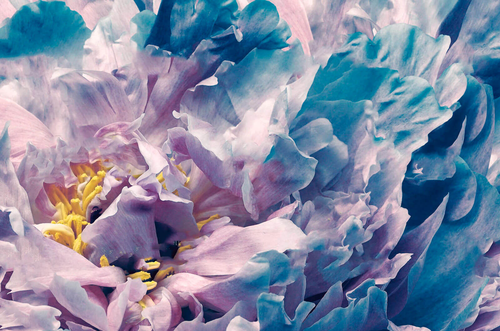 Delicate petals in soft hues u72225p - Delicate petals in soft hues - tegory