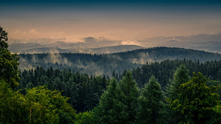 Forest with fog and clouds