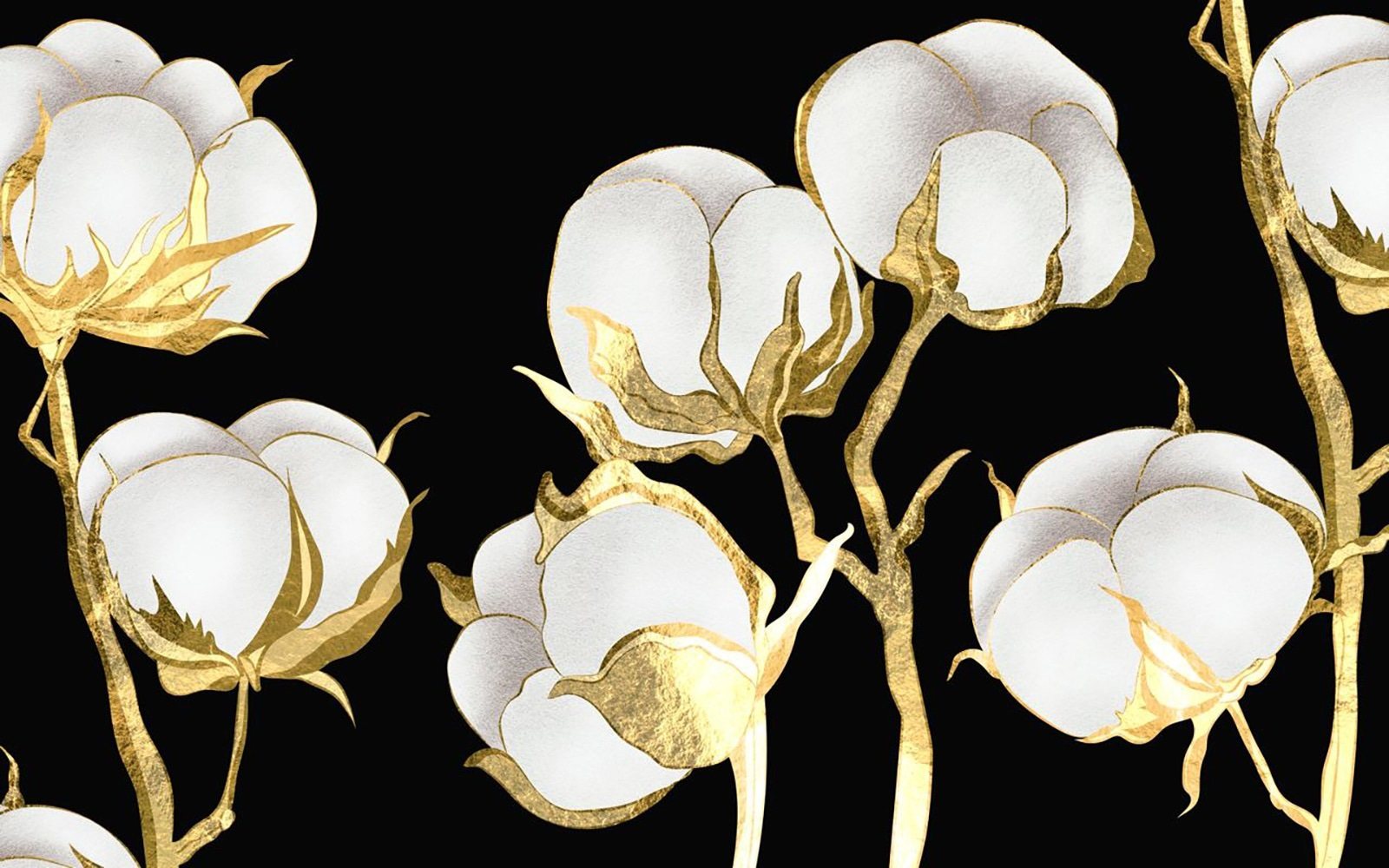 u71644p - Cotton blooms on a dark backdrop - tegory