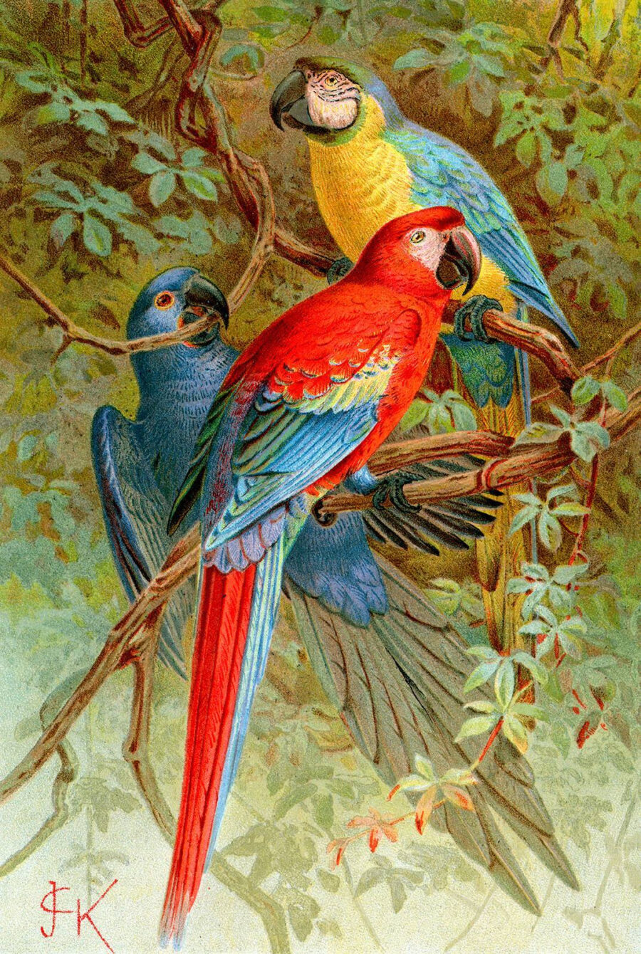 Group of colorful birds on a tree branch Group of colorful birds on a tree branch