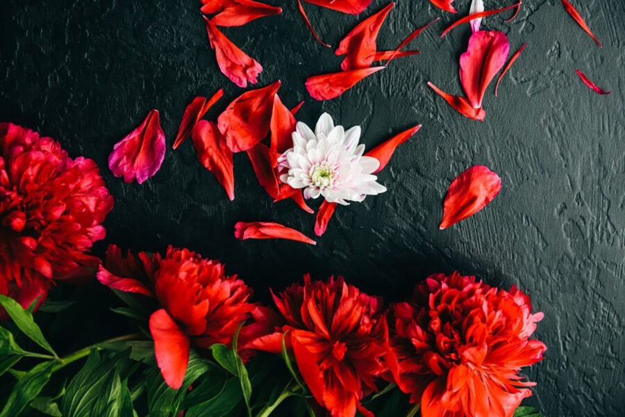 Wall murals Group of red flowers with petals on a black surface - Image 4