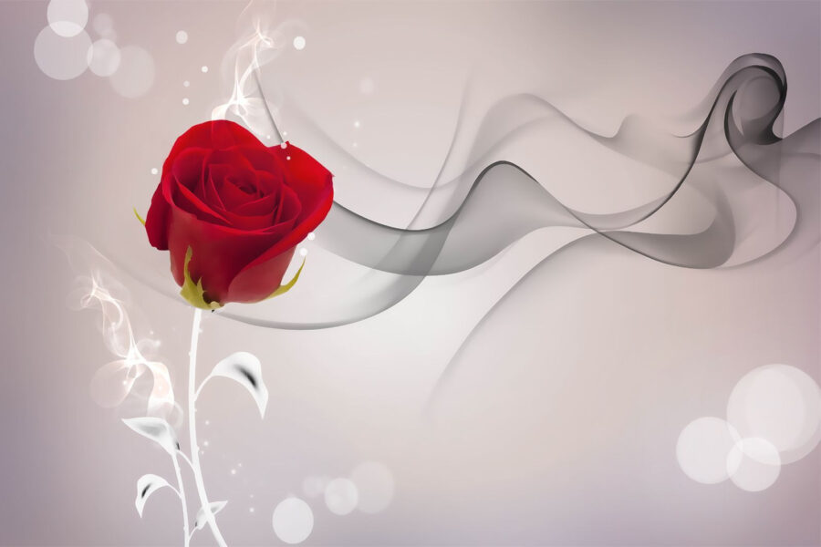 Red rose with smoke