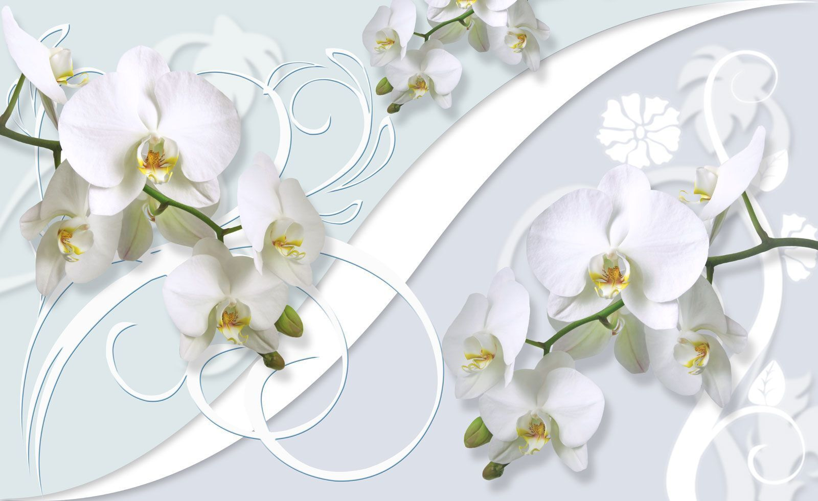 Beautiful orchids on a soft background u63511p - Beautiful orchids on a soft background - tegory