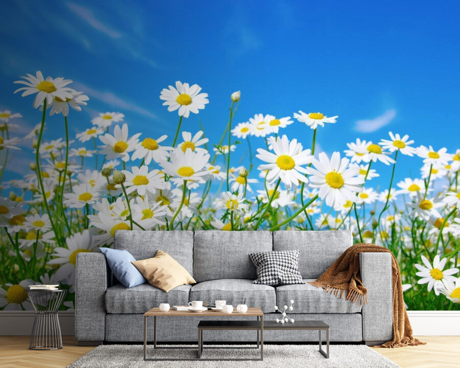 Field of white and yellow flowers