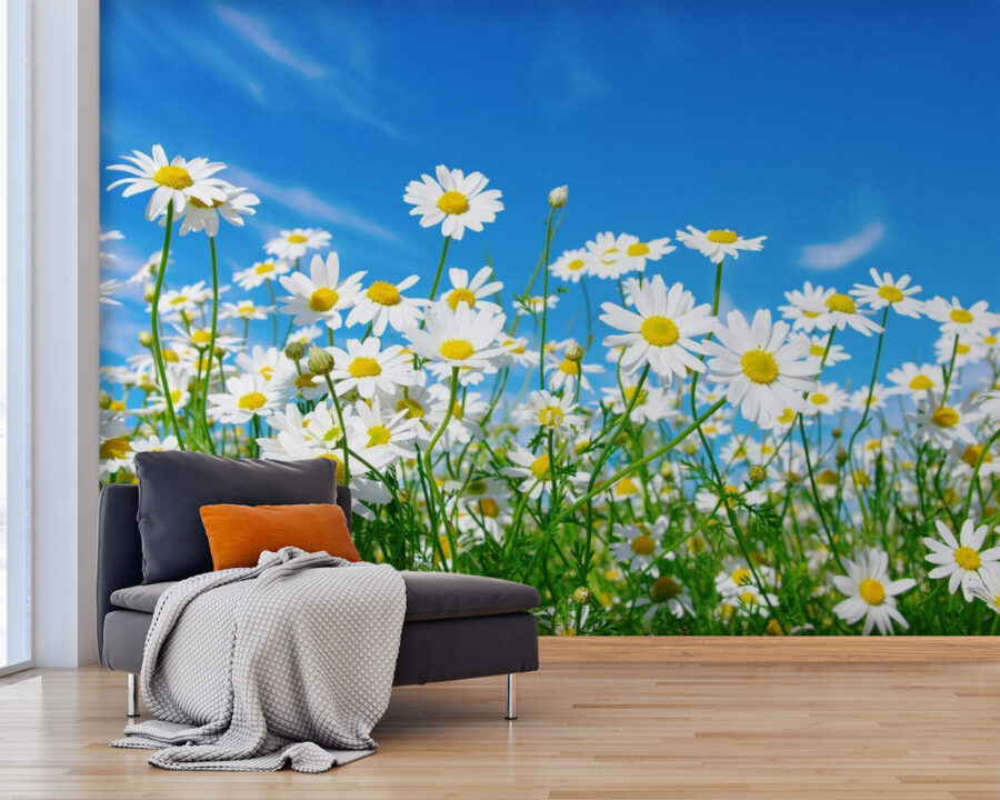 Field of white and yellow flowers