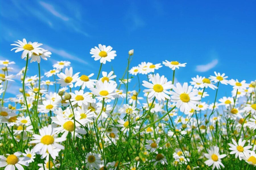 Field of white and yellow flowers