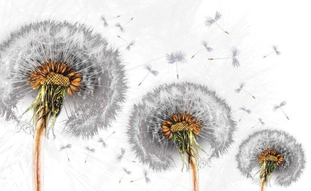 Dandelions dispersing into the breeze Dandelions dispersing into the breeze