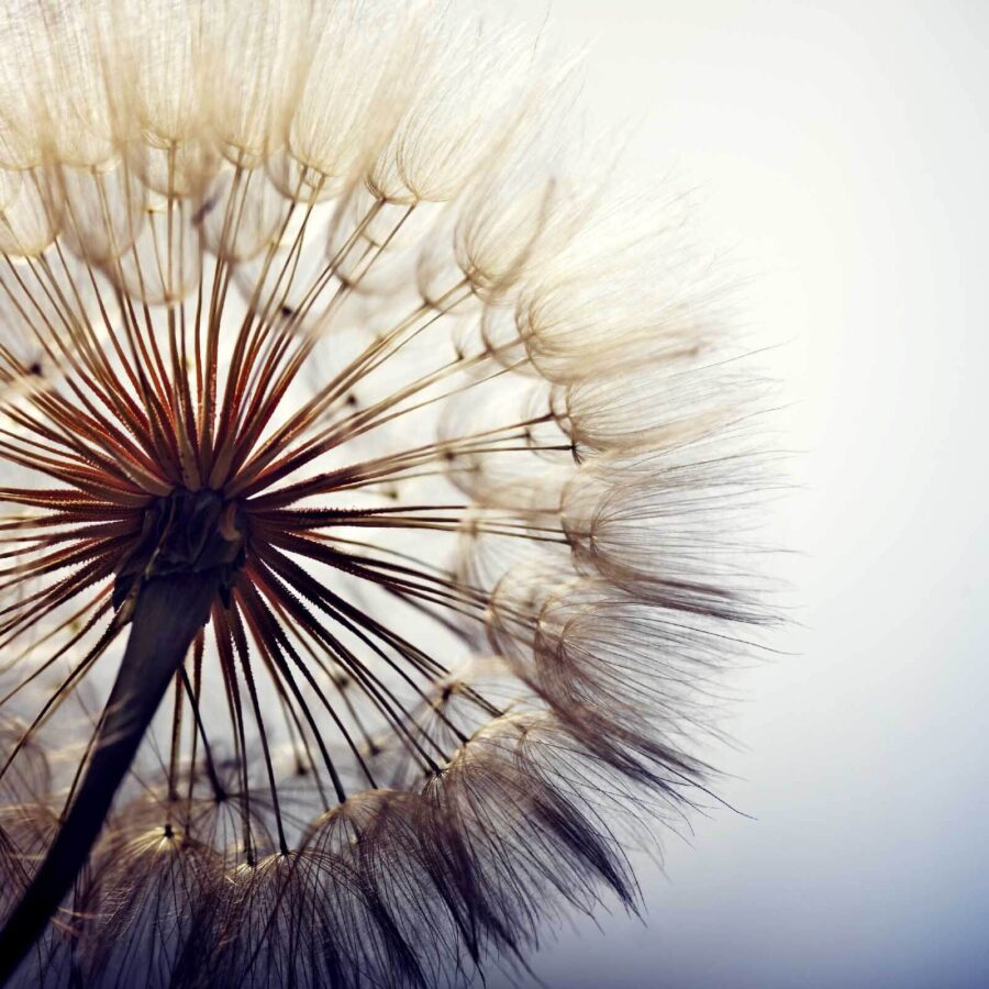 Delicate seeds ready to disperse