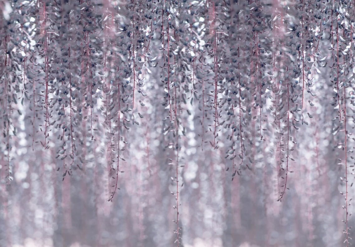 u59136p - Delicate leaves in soft colors - tegory