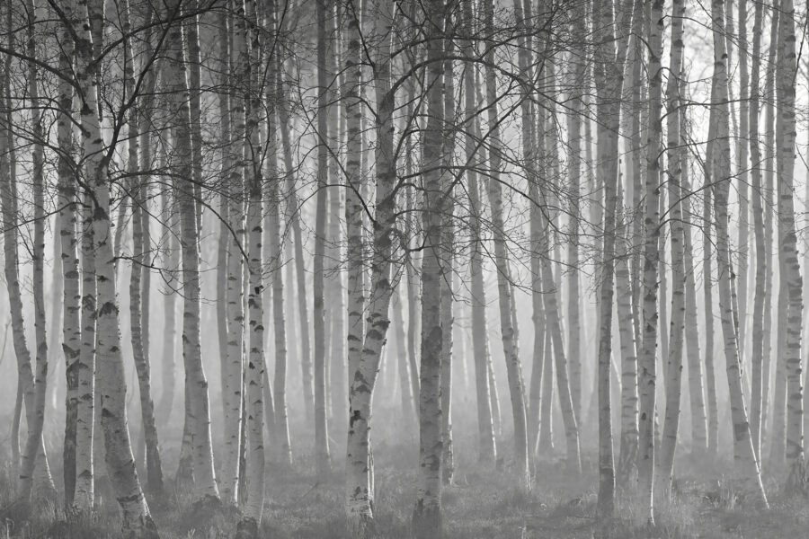 Group of trees in a forest