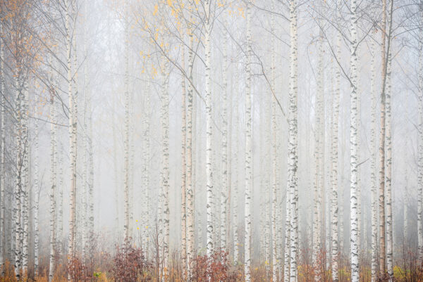 Group of trees in a forest Group of trees in a forest