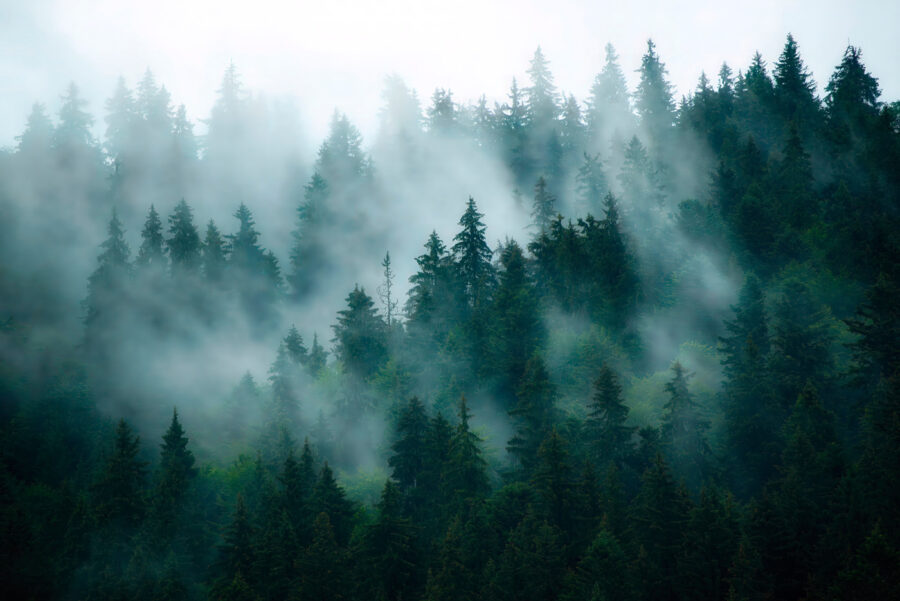 Wall murals Foggy forest with trees - Image 13