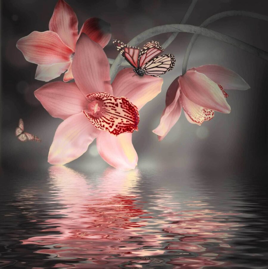 Pink orchids and butterflies on a branch