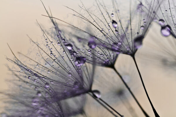 Delicate droplets on fragile petals Delicate droplets on fragile petals