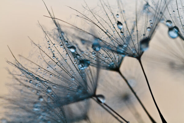 Delicate droplets on dandelion seeds Delicate droplets on dandelion seeds