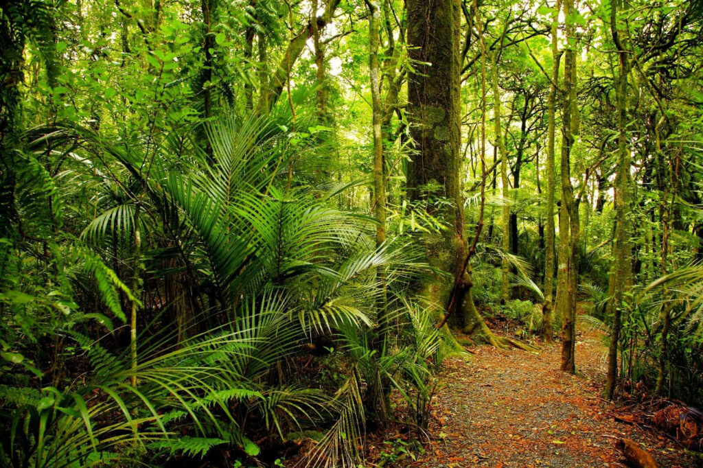Path through a forest Path through a forest