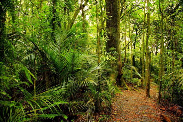 Path through a forest Path through a forest