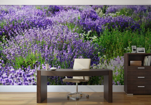Field of purple flowers Field of purple flowers
