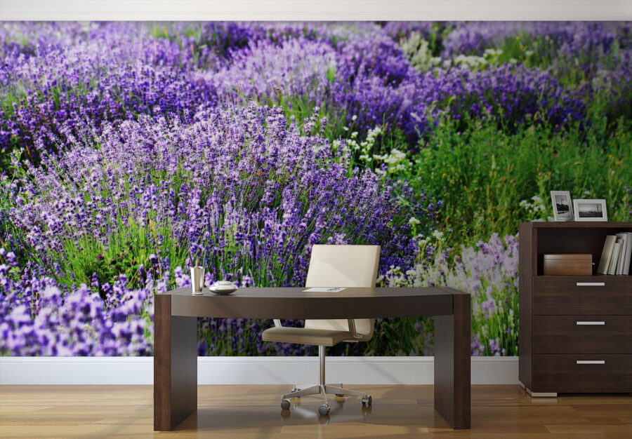 Field of purple flowers
