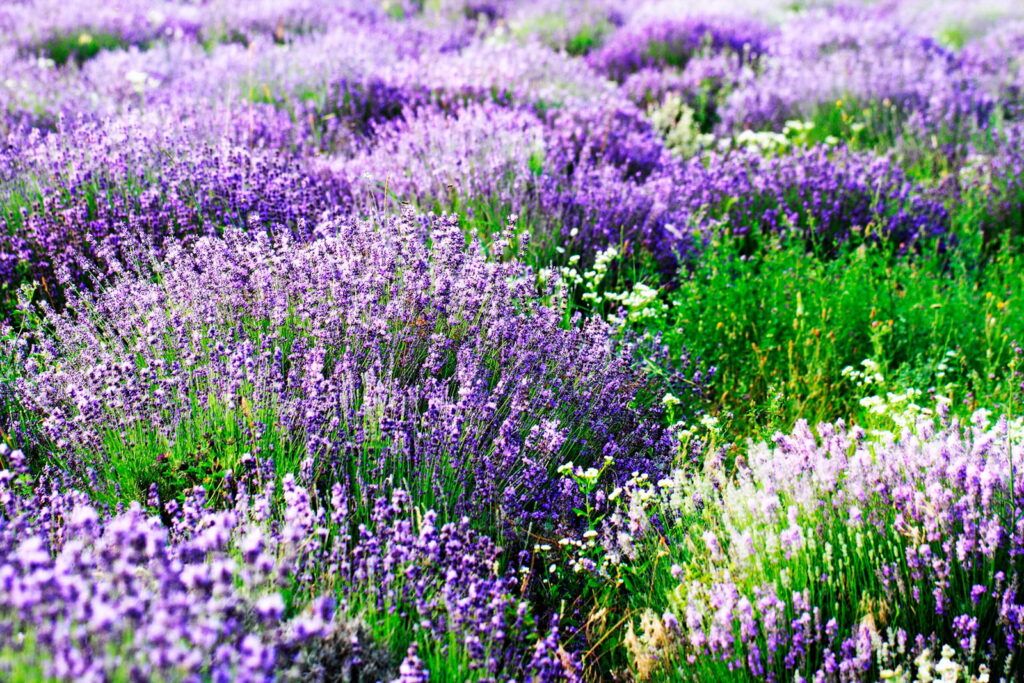 Field of purple flowers Field of purple flowers