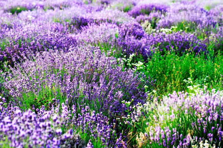 Field of purple flowers