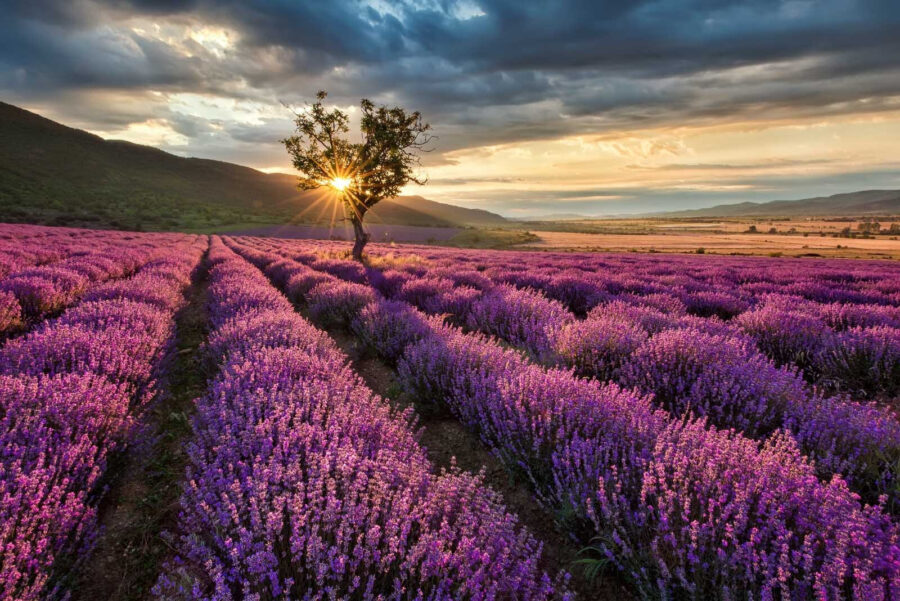 Wall murals Tree in a field of lavender - Image 5