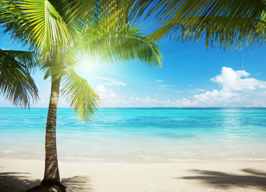 Palm trees on a beach