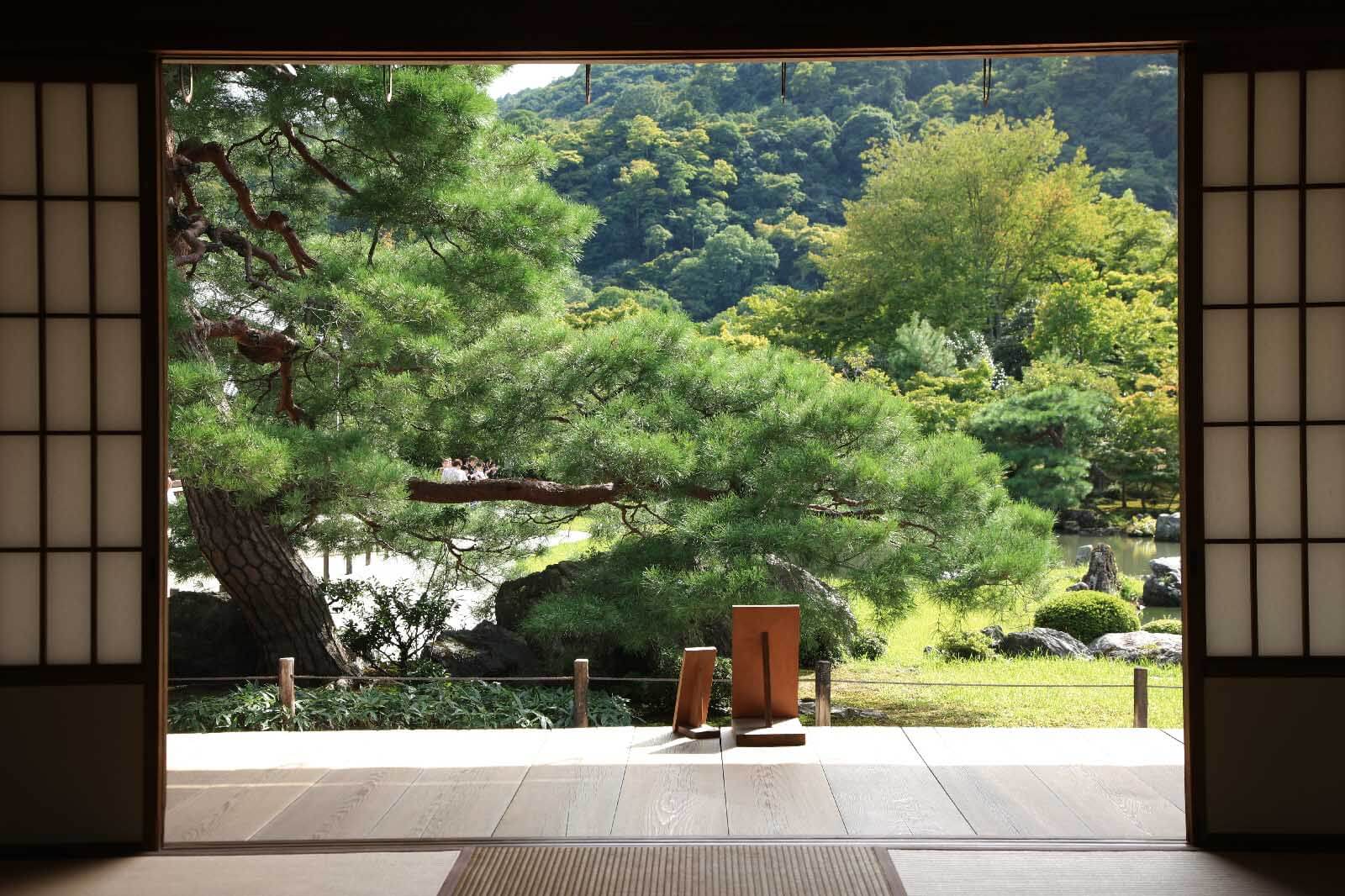 u55780p - View of a forest from a room - tegory