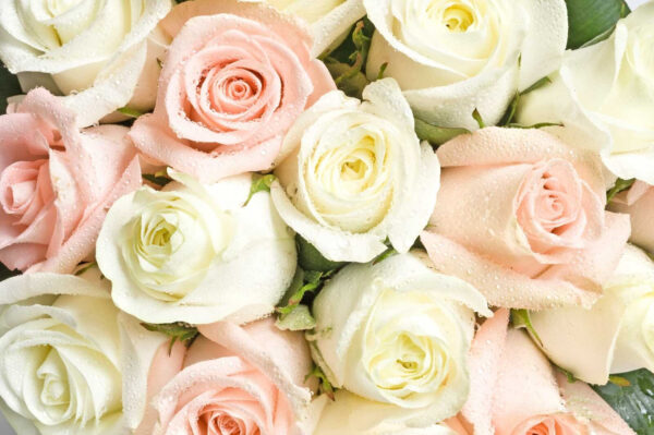 Group of pink and white roses u55692p 600x399 - Group of pink and white roses - tegory