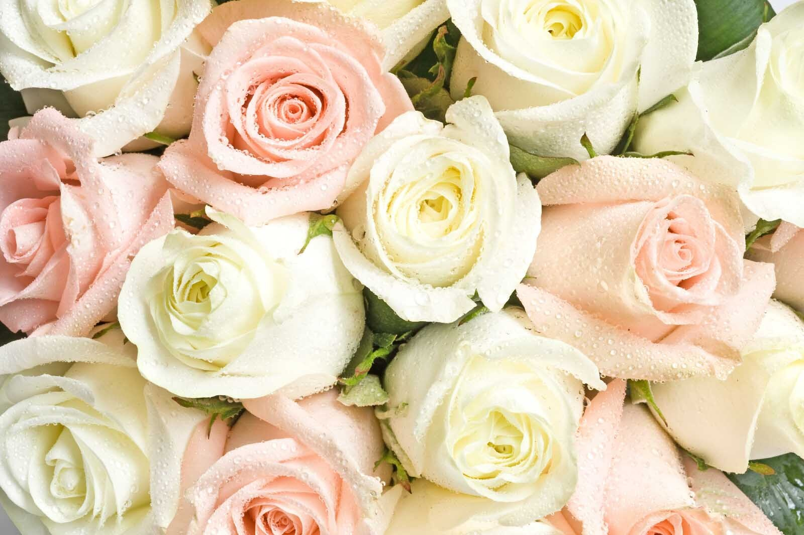 Group of pink and white roses u55692p - Group of pink and white roses - tegory